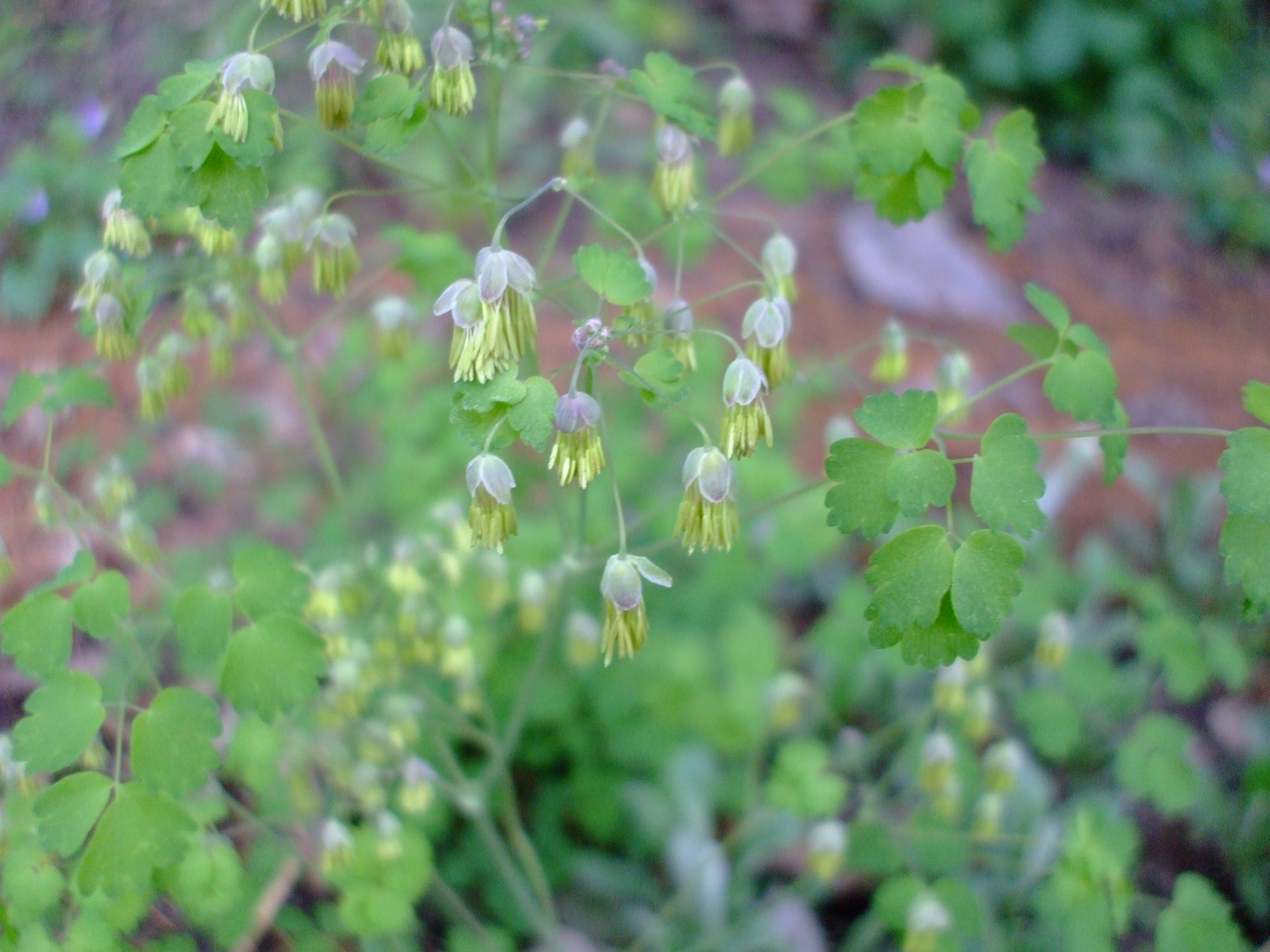 Thalictrum dioicum